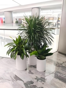 别错过！北仑绿化养护，实惠价打造美丽家园！